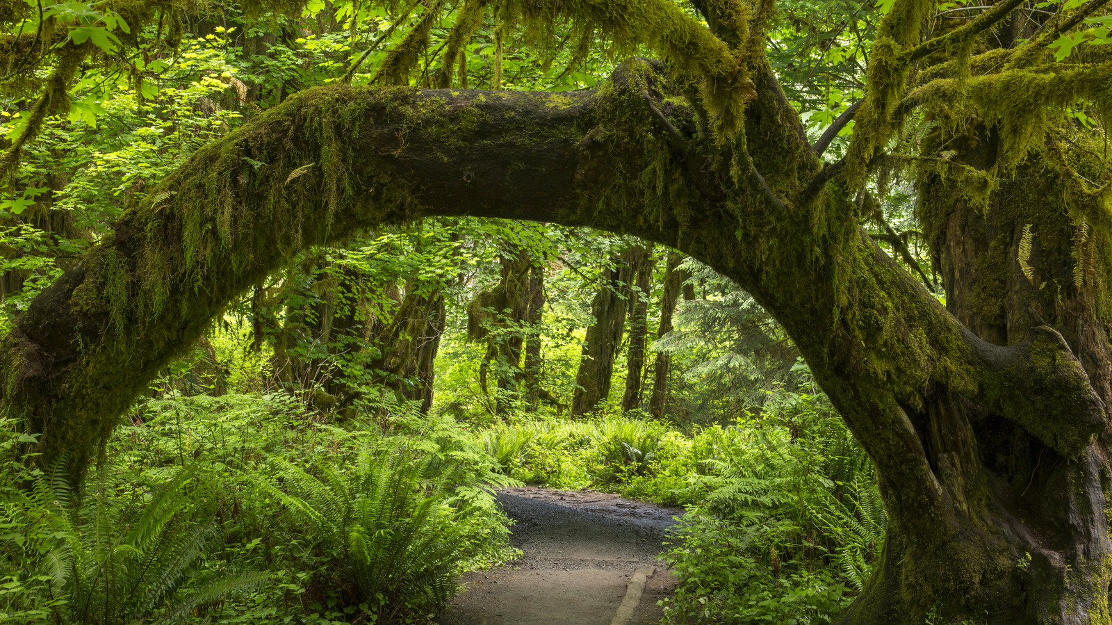 Visit The Hoh Rainforest In Olympic National Park For Peace And Quiet