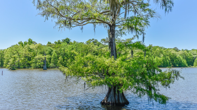 Bald cyprus tree in lake