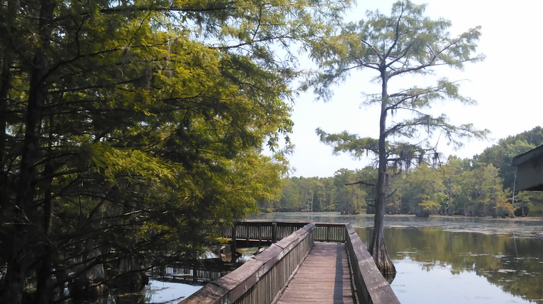 Boardwalk jutting into lake with trees