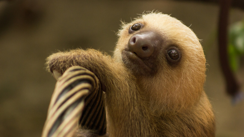 Baby sloth at Costa Rica rescue center