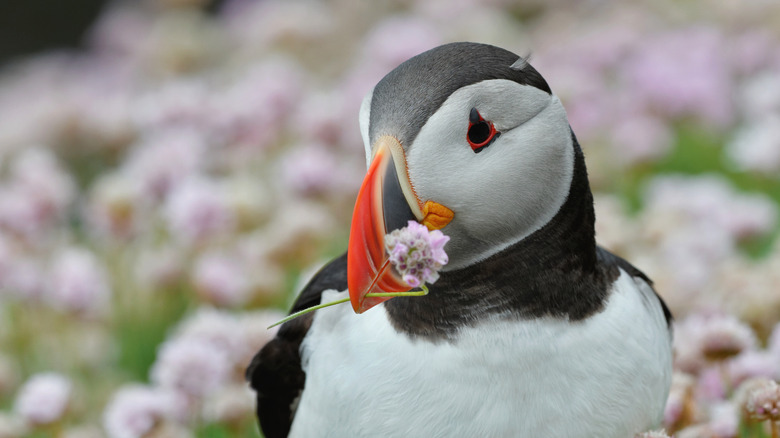 Puffin with a flower