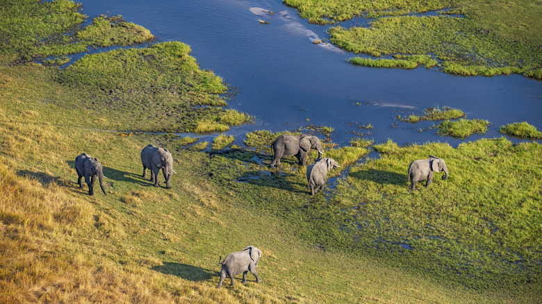 Elephants near water