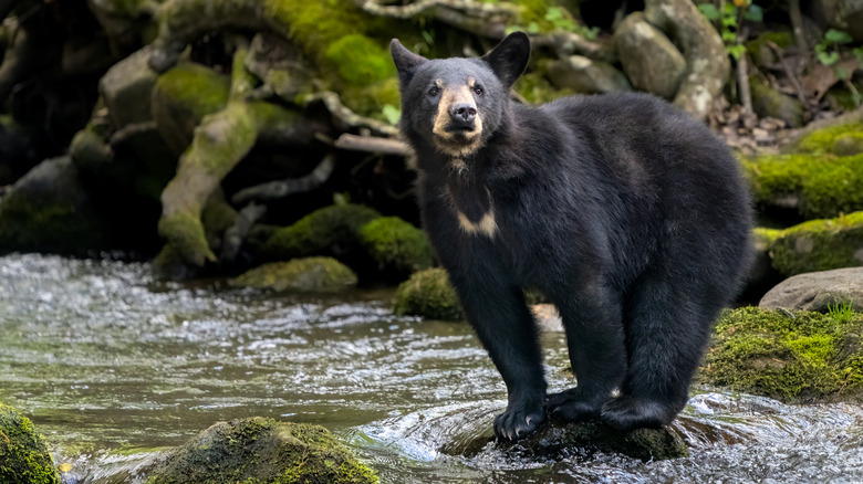 Great Smoky Mountains bear