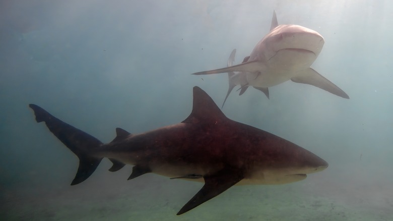 Two bull sharks in murky water