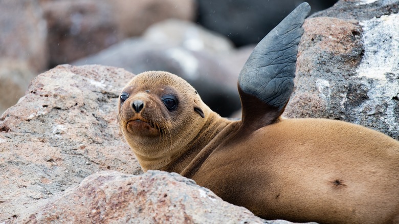 sea lion pup waving