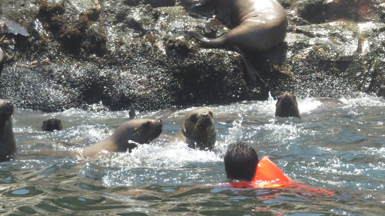 swimmer surrounded by sea lions