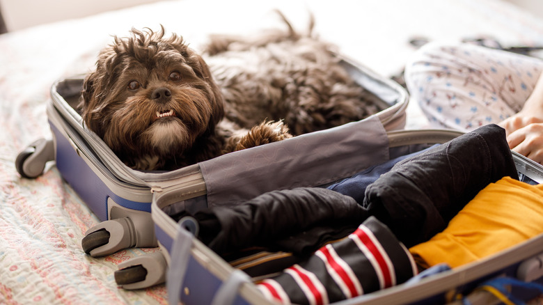 Small black dog sitting in suitcase