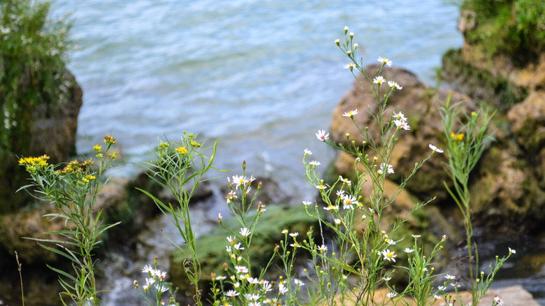 wildflowers near lakeshore