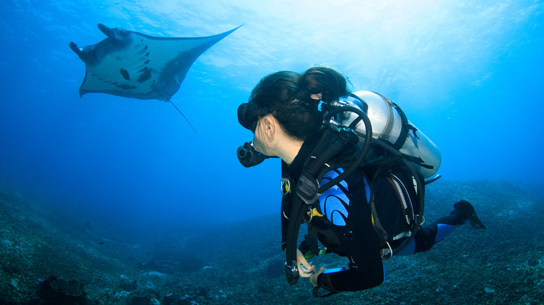 Diver swimming with a manta ray