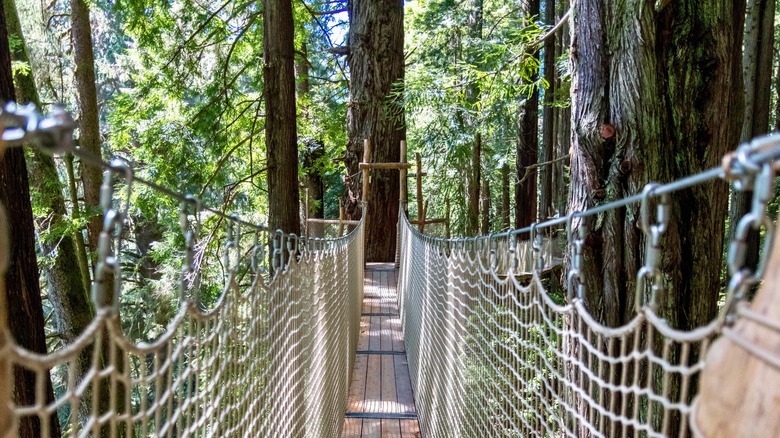 Canopy Trail at Trees of Mystery, California