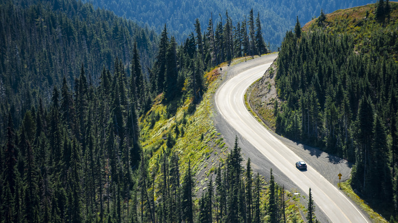 road through tall trees