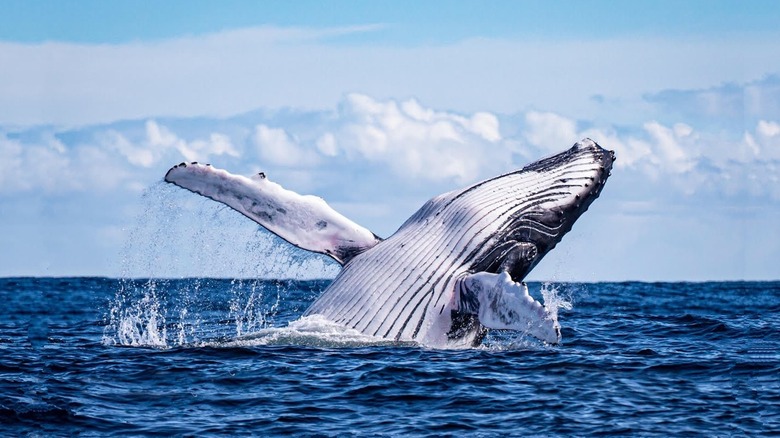 Humpback whale breaching in the ocean