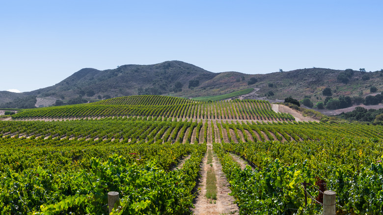 Mountain and vineyard