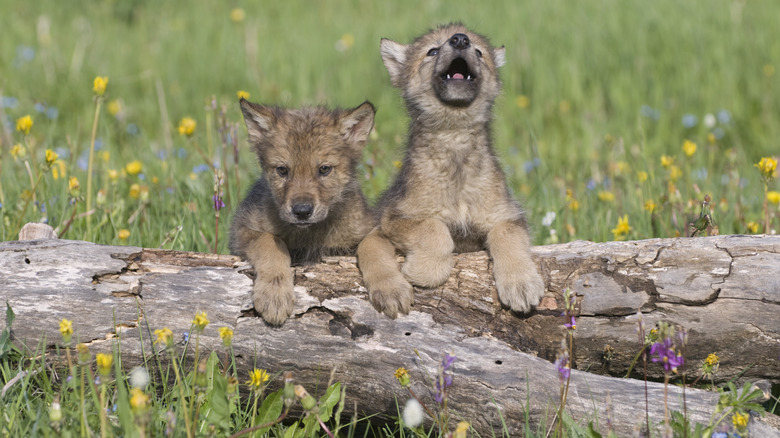 Wolf cubs 