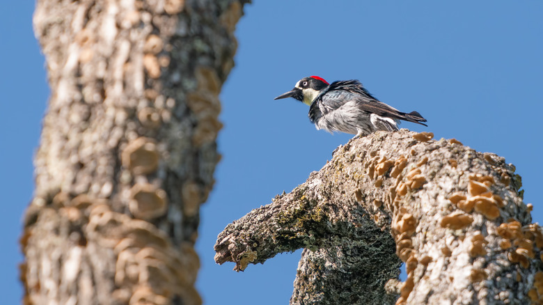 A bird in Trione-Annadel State Park, California