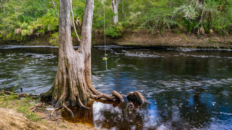 Swimming hole on Steinhatchee River