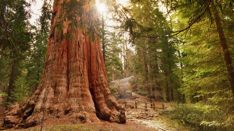 Kings Canyon National Park towering trees