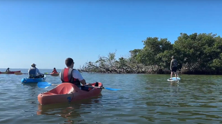 Group kayaking through mangroves