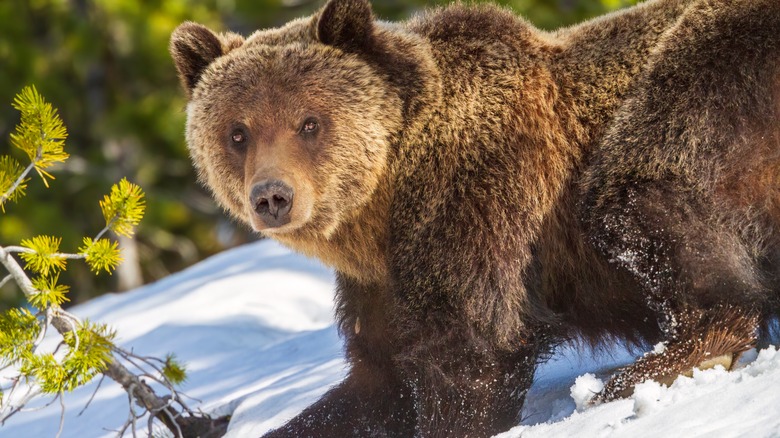 grizzly bear walking in snow