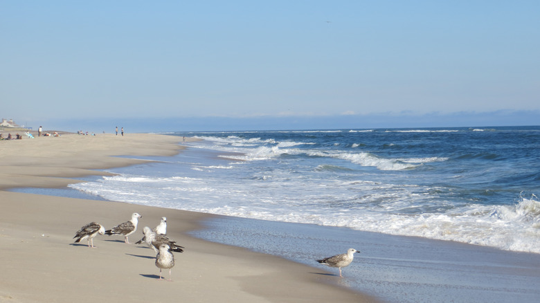 seagulls at Cooper's Beach, Southampton