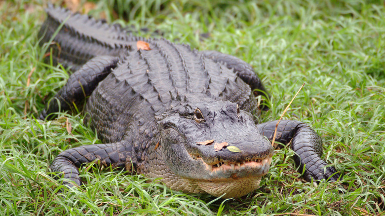 alligator in grass at Babcock Ranch