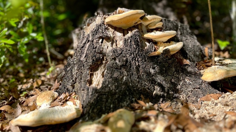 Log at Torreya State Park