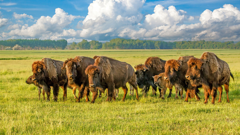 Herd of bison in North Dakota