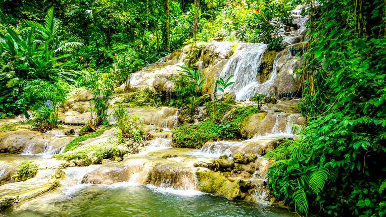 Waterfall surrounded by greenery