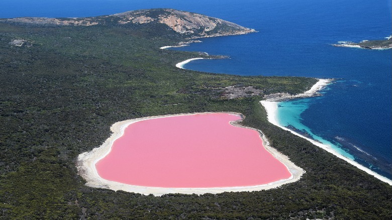 Pink lake caused by algae