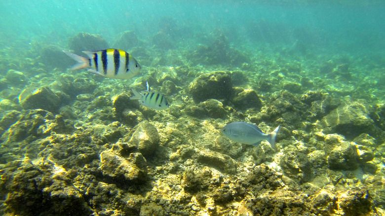Underwater world at Poipu Beach