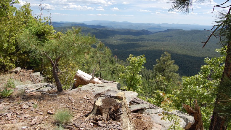 view of forest lookout point