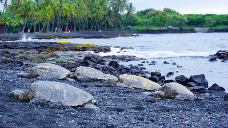 Sea turtles at Punalu'u Beach