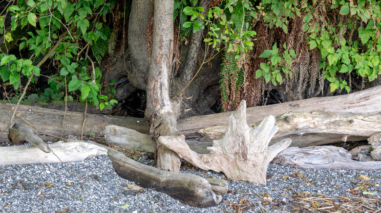 Camano Island driftwood