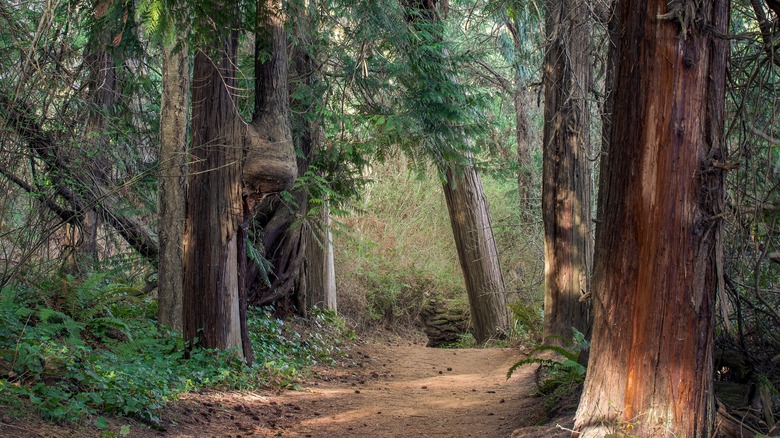 Camano Island Hiking Trail