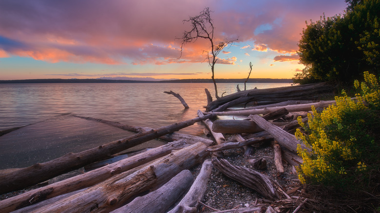 Camano Island beach