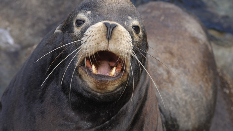 Californua sea lion up close
