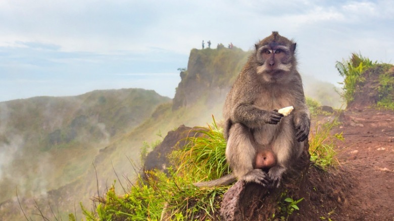 Balinese monkey at Mount Batur