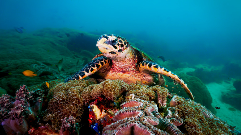 Sea turtle in Koh Lipe, Thailand