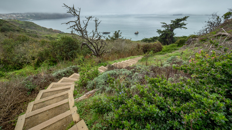 wooden steps along hiking trail