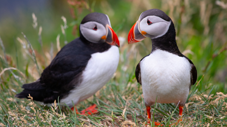 Atlantic Puffins