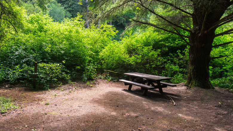 Secluded picnic spot in park