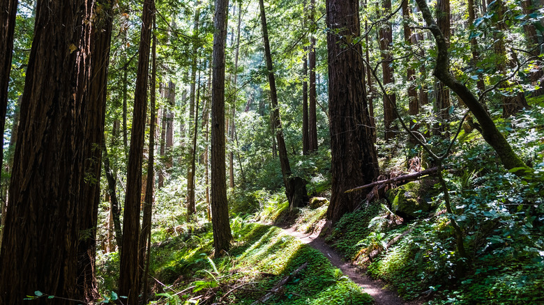 Hiking trail through lush forest