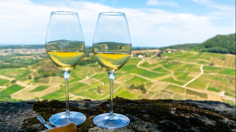 Glasses of the Jura's yellow wine