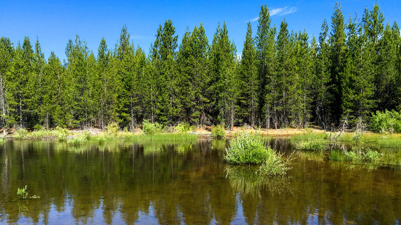 The shores of Crescent Lake in Deschutes National Forest, Oregon