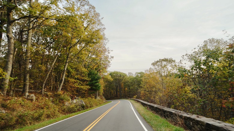 road surrounded by trees