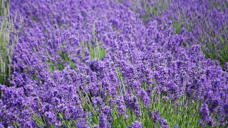 lavender fields in Sequim