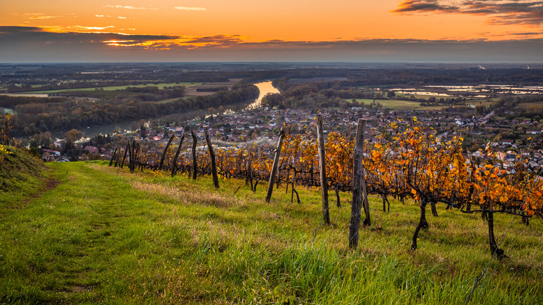 Tokaj vineyard