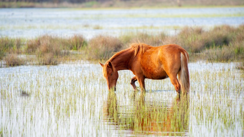 Danube Delta wild horses