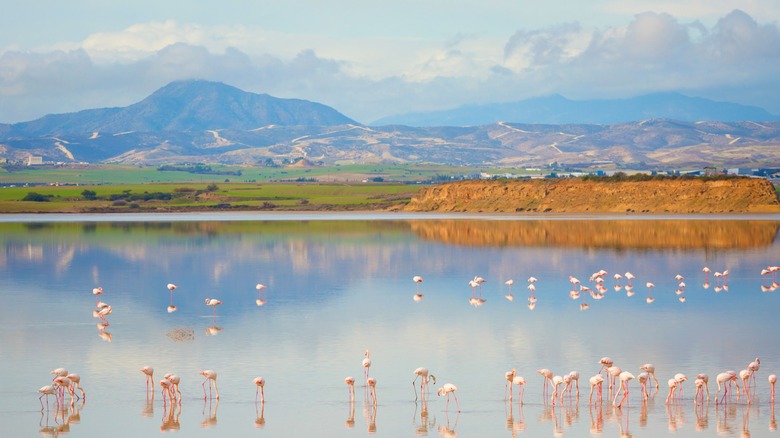 Salt lake with flamingos in Cyprus