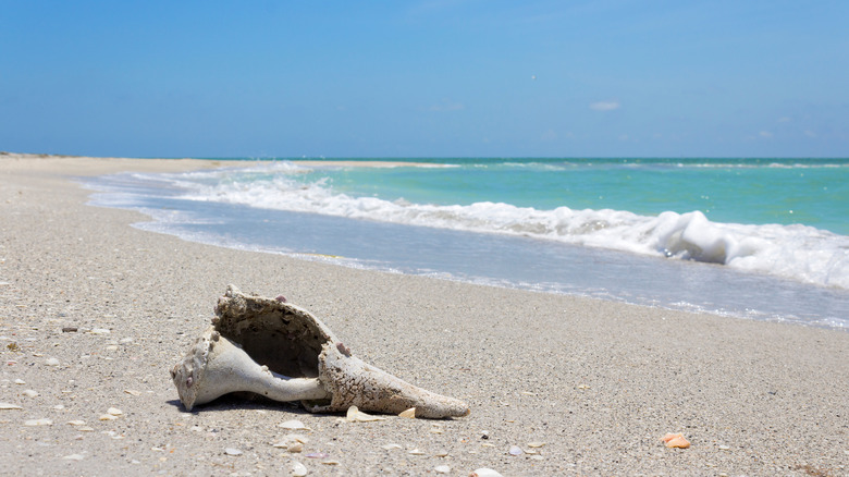 Seashell at Cayo Costa State Park